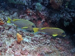 Plectorhinchus polytaenia