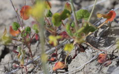Eriogonum clavatum