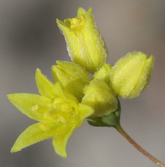 Eriogonum clavatum