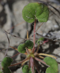 Eriogonum clavatum