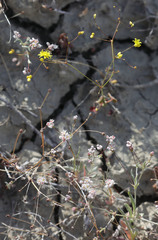 Eriogonum clavatum