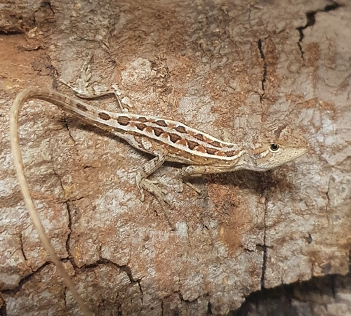 Northern Two-lined Dragon