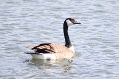 Branta canadensis moffitti