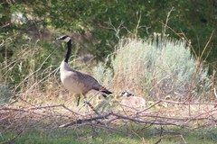 Branta canadensis moffitti