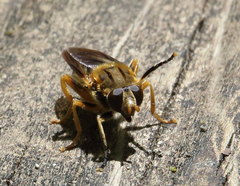 Teuchocnemis lituratus