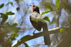 Rhodinocichla rosea