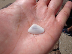 Donax punctatostriatus