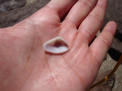 Donax punctatostriatus