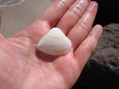 Mulinia pallida