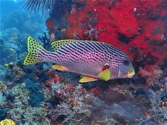 Plectorhinchus lineatus