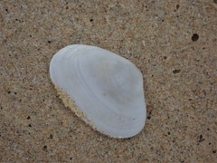 Mactrotoma antecedens