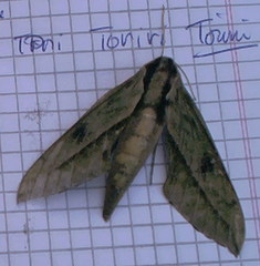 Xylophanes docilis