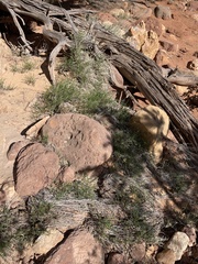 Cymopterus petraeus
