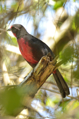 Rhodinocichla rosea