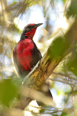 Rhodinocichla rosea