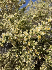 Adenostoma fasciculatum