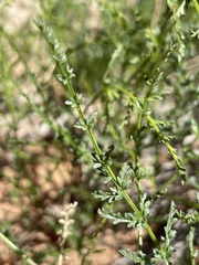 Cymopterus petraeus