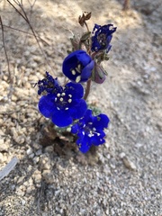 Phacelia nashiana