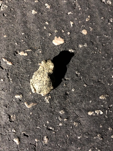 iNaturalist observation photo of Red-spotted Toad