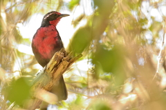 Rhodinocichla rosea