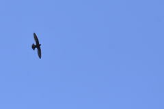 Streptoprocne semicollaris