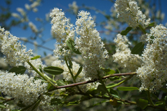 Ceanothus palmeri