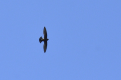 Streptoprocne semicollaris