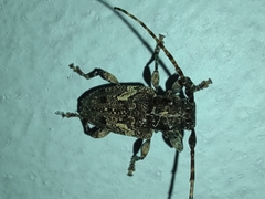 Acanthoderini