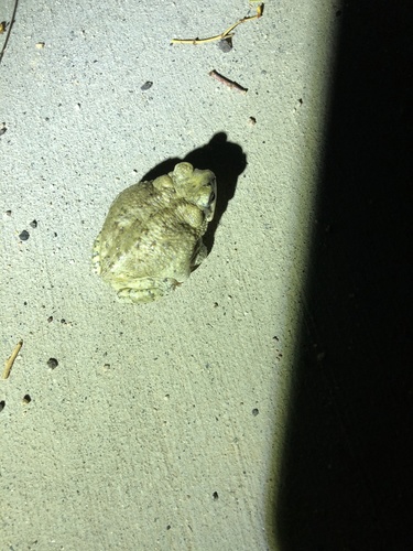 iNaturalist observation photo of Red-spotted Toad