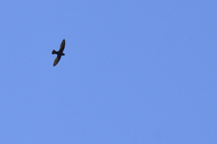 Streptoprocne semicollaris