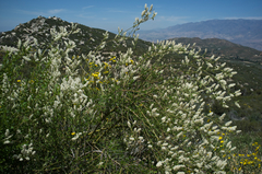 Ceanothus palmeri