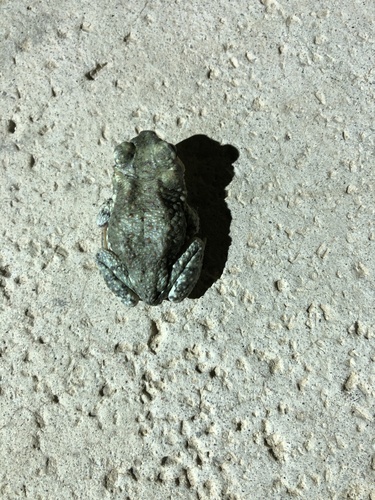 iNaturalist observation photo of Red-spotted Toad