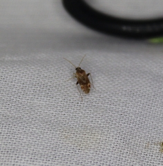 Hamatophylus guttulosus