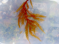 Cumathamnion decipiens