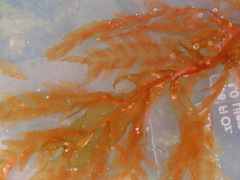 Cumathamnion decipiens
