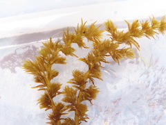 Odonthalia floccosa