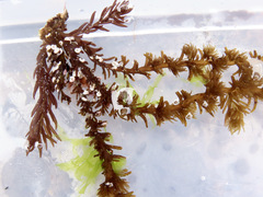 Odonthalia floccosa