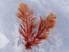 Neoptilota asplenioides
