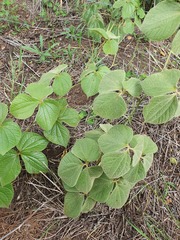 Dioscorea dregeana