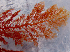Neoptilota asplenioides