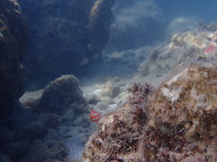 Macropharyngodon choati