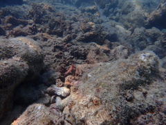 Macropharyngodon choati
