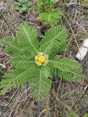 Tanacetum bipinnatum