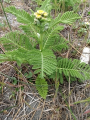 Tanacetum bipinnatum