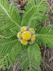 Tanacetum bipinnatum
