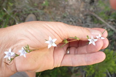 Wahlenbergia fruticosa