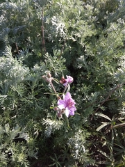 Geranium linearilobum