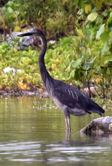 Ardea sumatrana