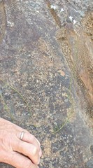 Wahlenbergia fruticosa