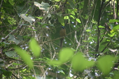 Momotus subrufescens